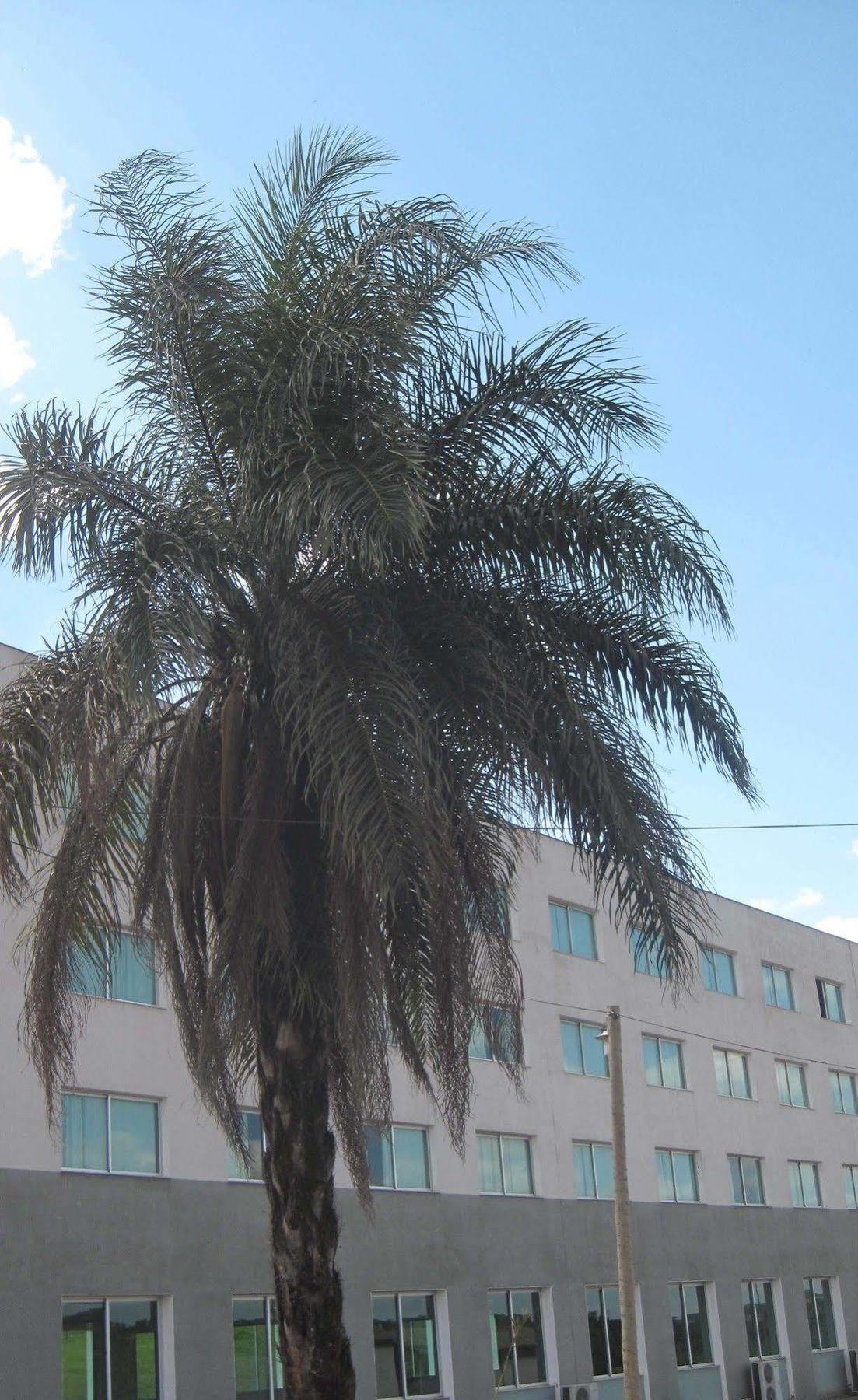 Hotel Mirante Sao Bras São Brás do Suaçuí Exterior foto